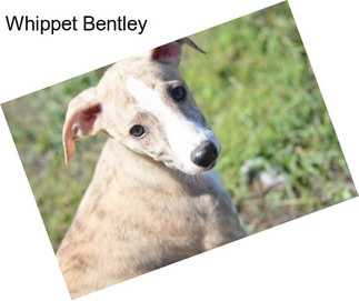 Whippet Bentley