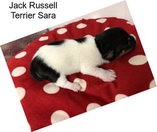 Jack Russell Terrier Sara