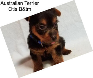 Australian Terrier Otis B&tm