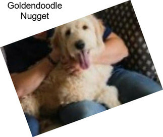 Goldendoodle Nugget