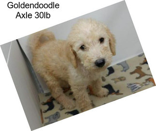 Goldendoodle Axle 30lb