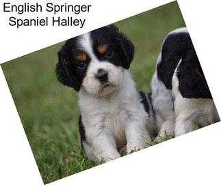 English Springer Spaniel Halley
