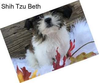 Shih Tzu Beth