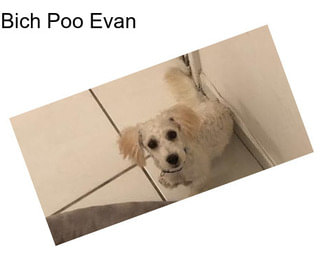 Bich Poo Evan