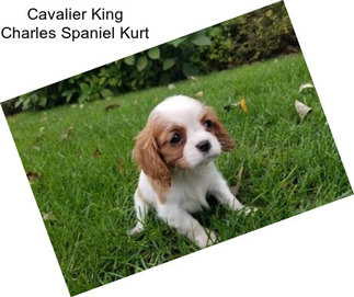 Cavalier King Charles Spaniel Kurt