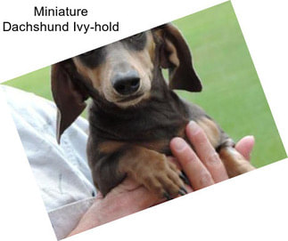 Miniature Dachshund Ivy-hold