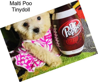 Malti Poo Tinydoll