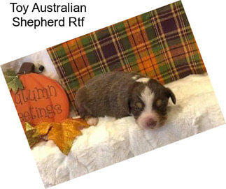 Toy Australian Shepherd Rtf