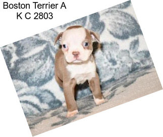 Boston Terrier A K C 2803