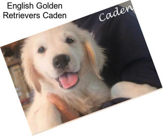 English Golden Retrievers Caden