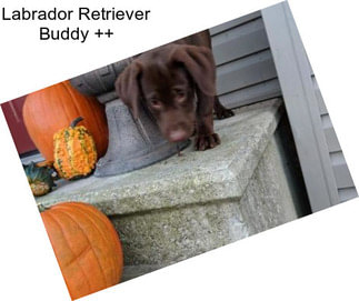 Labrador Retriever Buddy ++