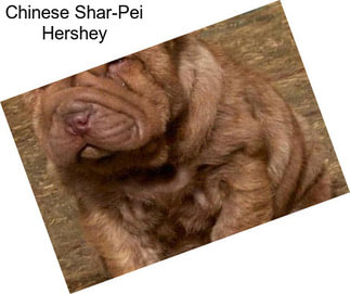 Chinese Shar-Pei Hershey