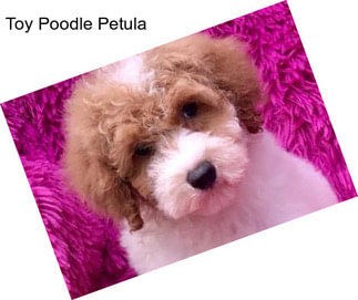 Toy Poodle Petula