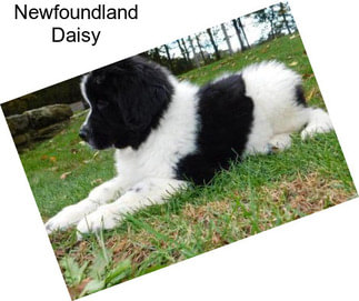 Newfoundland Daisy