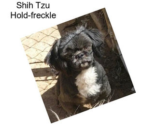 Shih Tzu Hold-freckle