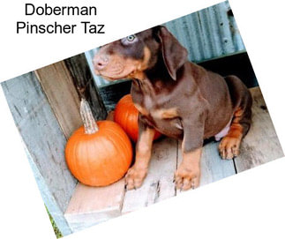 Doberman Pinscher Taz