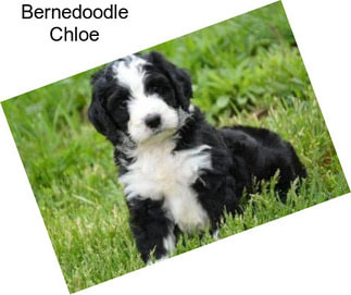 Bernedoodle Chloe