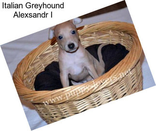 Italian Greyhound Alexsandr I