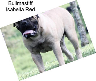 Bullmastiff Isabella Red