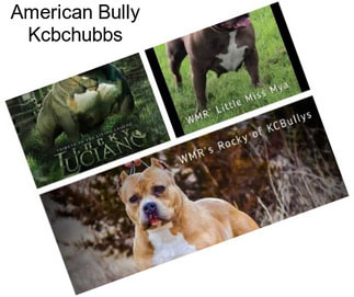 American Bully Kcbchubbs