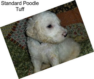 Standard Poodle Tuff