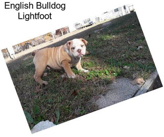 English Bulldog Lightfoot