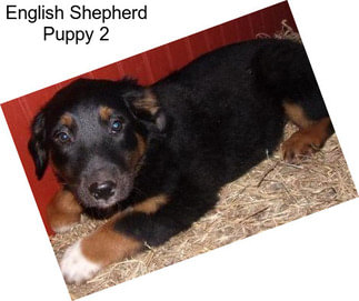 English Shepherd Puppy 2