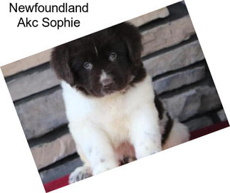 Newfoundland Akc Sophie