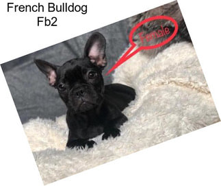 French Bulldog Fb2