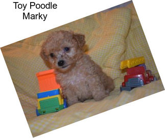 Toy Poodle Marky