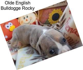 Olde English Bulldogge Rocky