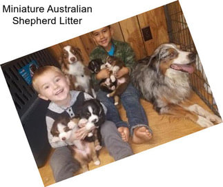 Miniature Australian Shepherd Litter