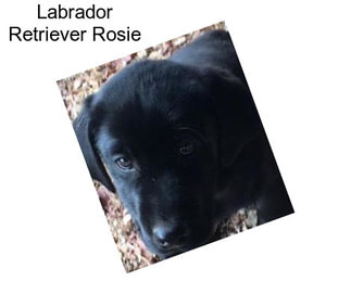 Labrador Retriever Rosie