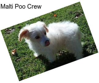 Malti Poo Crew
