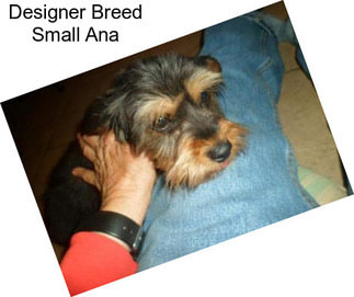 Designer Breed Small Ana