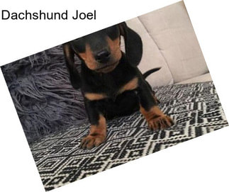 Dachshund Joel