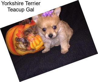 Yorkshire Terrier Teacup Gal