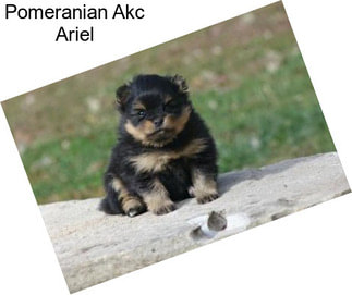 Pomeranian Akc Ariel
