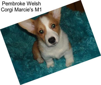 Pembroke Welsh Corgi Marcie\'s M1