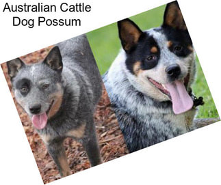 Australian Cattle Dog Possum