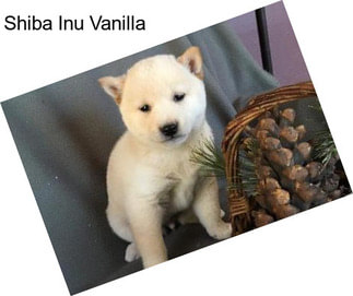 Shiba Inu Vanilla