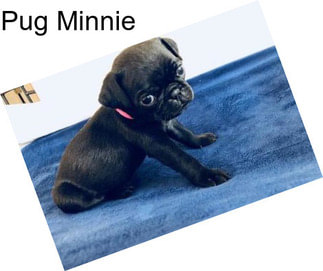 Pug Minnie