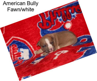 Companion Dogs American Bully For Sale In Rhode Island