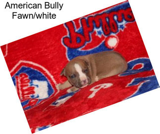 American Bully Fawn/white