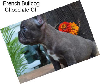 French Bulldog Chocolate Ch