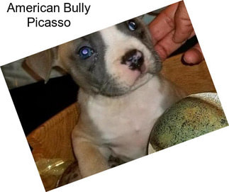 American Bully Picasso