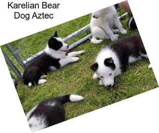 Karelian Bear Dog Aztec