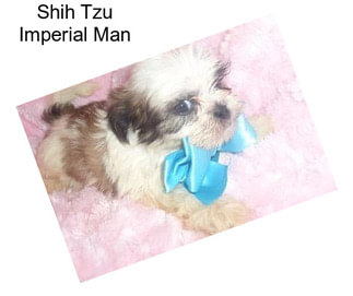 Shih Tzu Imperial Man