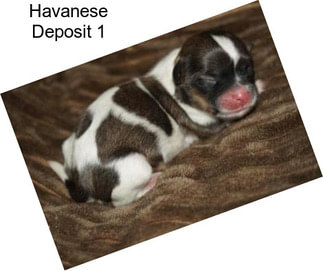 Havanese Deposit 1