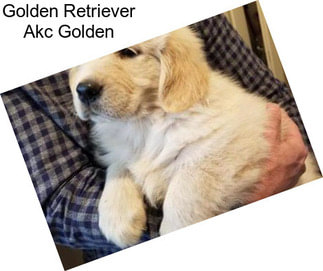 Golden Retriever Akc Golden